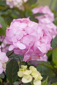 Hydrangea serrata 'Preziosa' C2