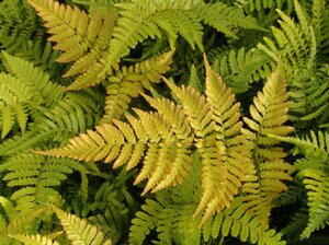 Dryopteris erythrosora 'Prolifica' P9