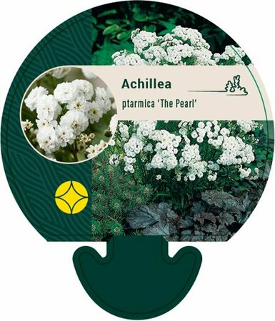 Achillea ptarmica 'The Pearl' P9 - afbeelding 3