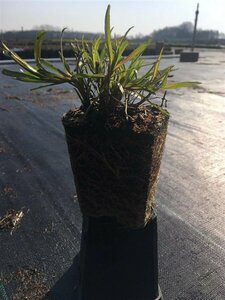 Achillea ptarmica 'The Pearl' P9 - afbeelding 4