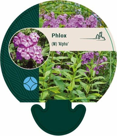 Phlox maculata 'Alpha' P9 - afbeelding 1