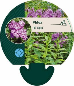 Phlox maculata 'Alpha' P9 - afbeelding 1