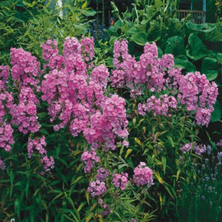 Phlox maculata 'Alpha' P9 - afbeelding 3