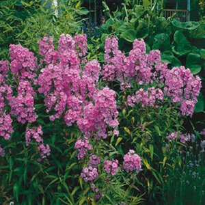 Phlox maculata 'Alpha' P9 - afbeelding 3