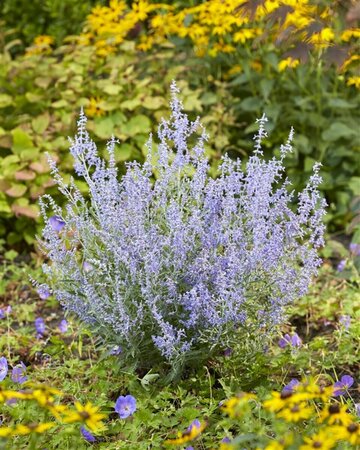 Perovskia atripl. Lacey Blue C2 - afbeelding 3