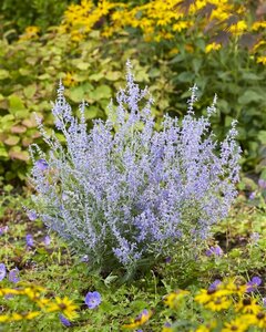 Perovskia atripl. Lacey Blue C2 - afbeelding 3