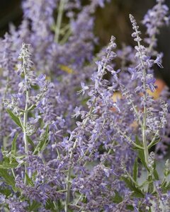 Perovskia atripl. Lacey Blue C2 - afbeelding 4