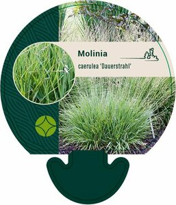 Molinia caerulea 'Dauerstrahl' P9