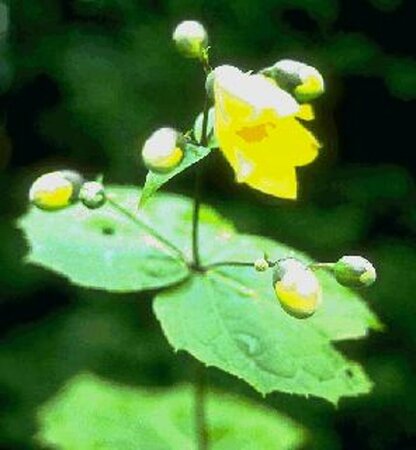 Kirengeshoma palmata C1.5 - afbeelding 1