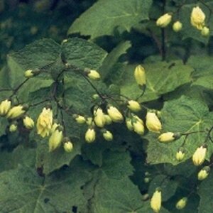 Kirengeshoma palmata C1.5 - afbeelding 3