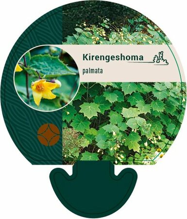 Kirengeshoma palmata C1.5 - afbeelding 2