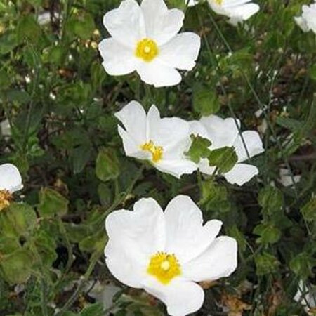 Cistus obtusifolius C2