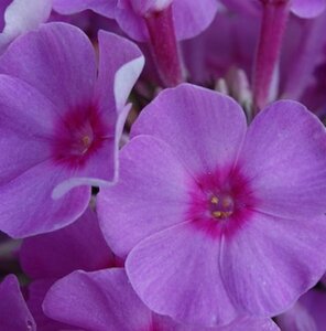 Phlox paniculata 'Eva Cullum' P9