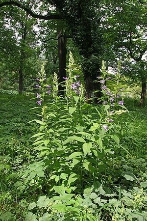 Campanula persicifolia P9 - afbeelding 2
