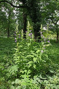 Campanula persicifolia P9 - afbeelding 2