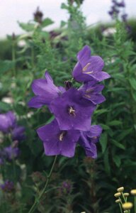 Campanula persicifolia P9