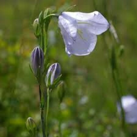 Campanula persicifolia P9 - afbeelding 3