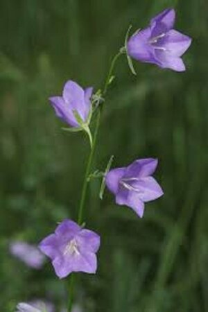Campanula persicifolia P9 - afbeelding 4