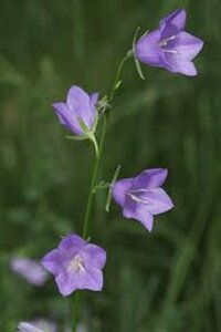 Campanula persicifolia P9 - afbeelding 4