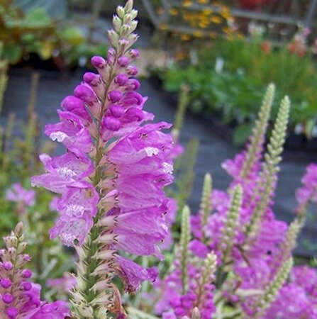 Physostegia virginiana 'Bouquet Rose' P9 - afbeelding 3