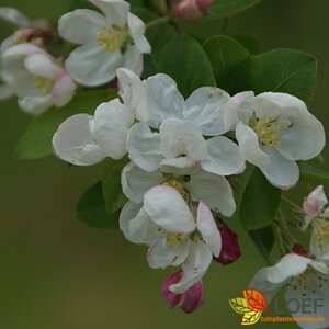 Malus 'Red Sentinel' - afbeelding 3