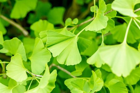 Ginkgo biloba 'Fastigiata'