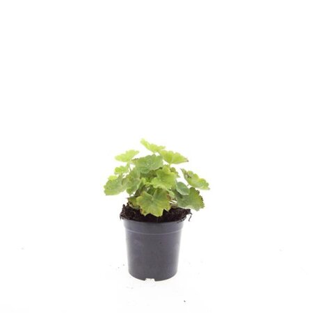 Alchemilla mollis C2 - afbeelding 19