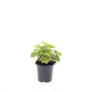 Alchemilla mollis C2 - afbeelding 19