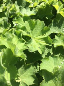 Alchemilla mollis C2 - afbeelding 6