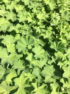 Alchemilla mollis C2 - afbeelding 7