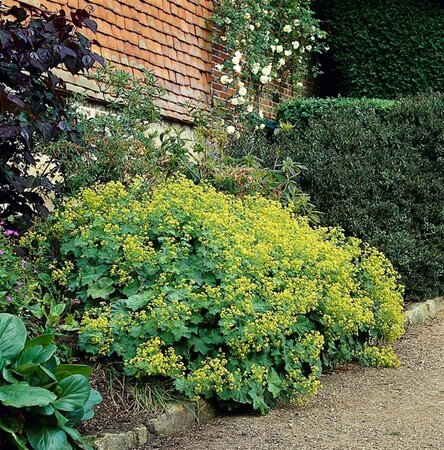 Alchemilla mollis C2 - afbeelding 3