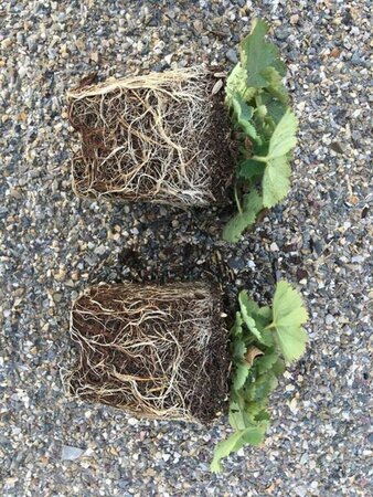 Alchemilla mollis C2 - afbeelding 4