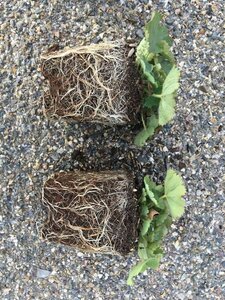 Alchemilla mollis C2 - afbeelding 4