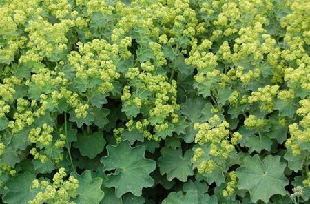 Alchemilla mollis C2 - afbeelding 2