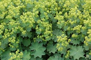 Alchemilla mollis C2 - afbeelding 2