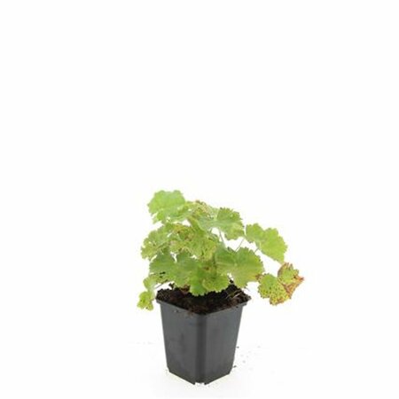 Alchemilla mollis C2 - afbeelding 4