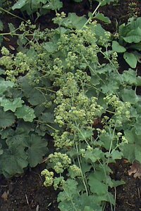 Alchemilla mollis C2
