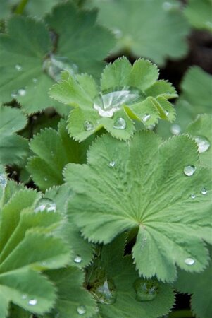 Alchemilla mollis C2 - afbeelding 2