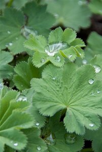 Alchemilla mollis C2 - afbeelding 2
