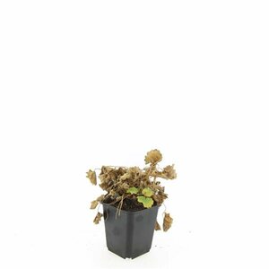 Alchemilla mollis C2 - afbeelding 6