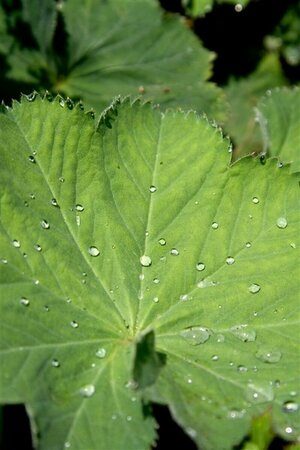 Alchemilla mollis C2 - afbeelding 11