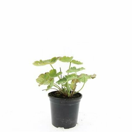 Alchemilla mollis C2 - afbeelding 3