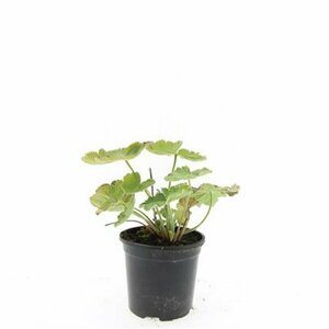 Alchemilla mollis C2 - afbeelding 3