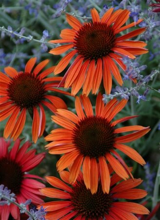 Echinacea purpurea 'Sundown' P9 - afbeelding 1