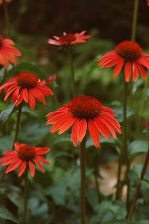 Echinacea purpurea 'Sundown' P9 - afbeelding 2