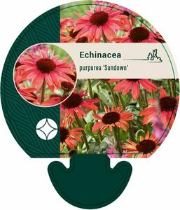 Echinacea purpurea 'Sundown' P9 - afbeelding 5