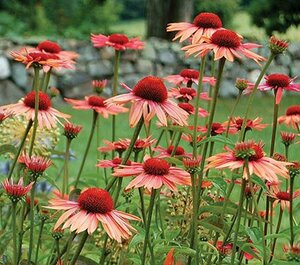 Echinacea purpurea 'Sundown' P9 - afbeelding 3