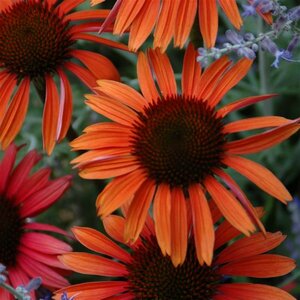 Echinacea purpurea 'Sundown' P9 - afbeelding 4