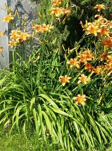 Hemerocallis fulva P9