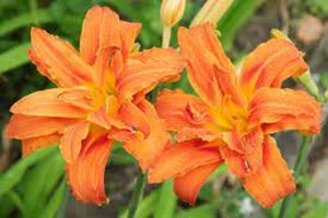 Hemerocallis fulva P9 - afbeelding 1